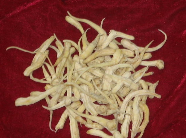 Anthriscus cerefolium Root Curled Chervil 